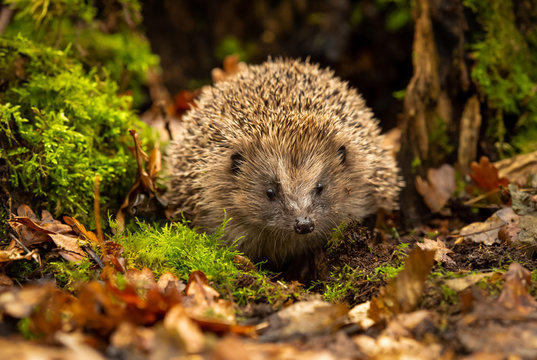 hedgehog