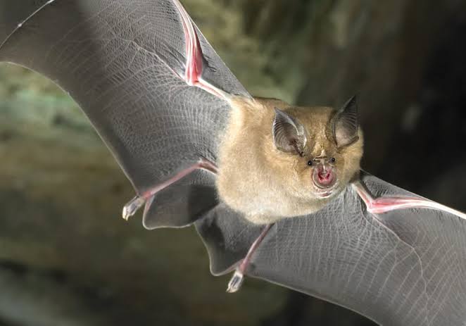 horseshoe-bat