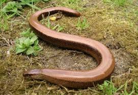 slowworm